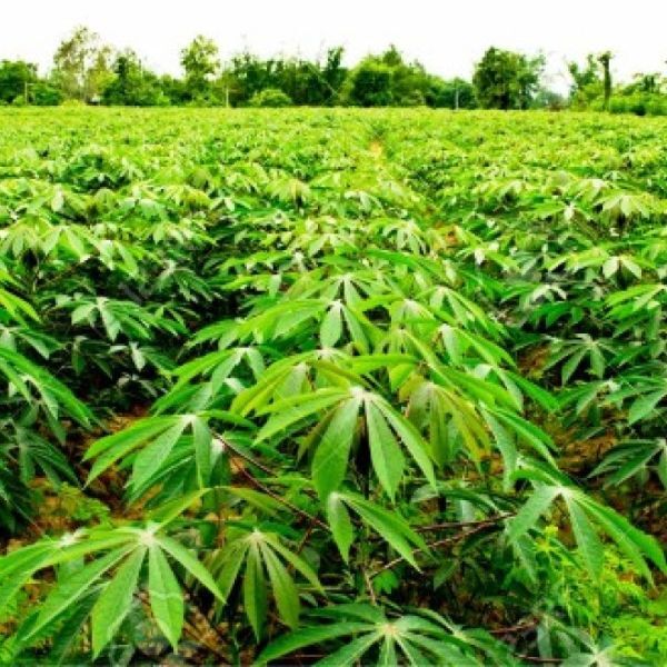 Cassava Farming In Nigeria All You Need To Know Veggie Grow