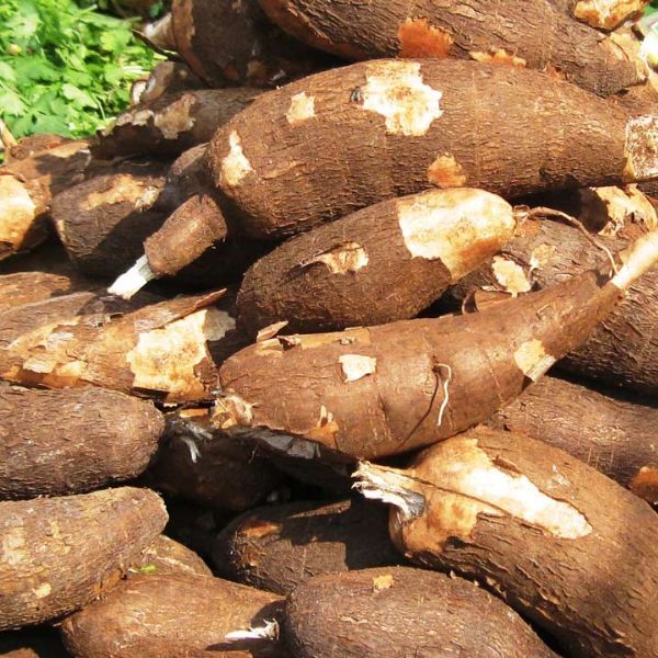 Cassava Farming in Nigeria – All You Need to Know - Veggie Grow