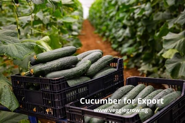 Cucumber Farming Make N3 Million In 3 Months In Nigeria Veggie Grow