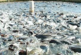 Fish Farming Business Plan In Nigeria – The Million Naira Venture 