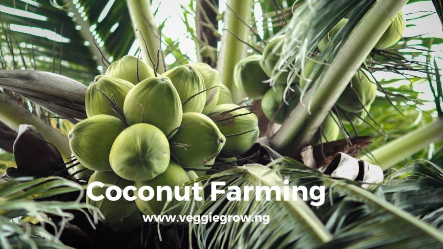 Coconut Farming – The Complete Guide on How to Grow Coconut in Nigeria ...