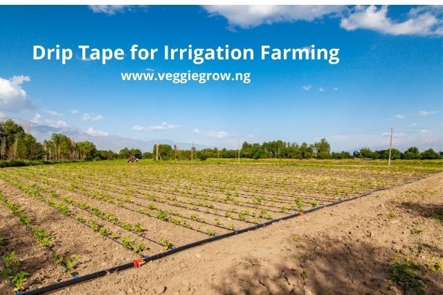 Drip Tape for Sale (1000m/1500m/2000m Irrigation Rolls) - Veggie Grow