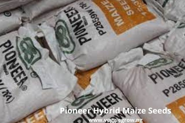 pioneer-maize-seeds-in-nigeria-hybrid-seed-buy-now-veggie-grow