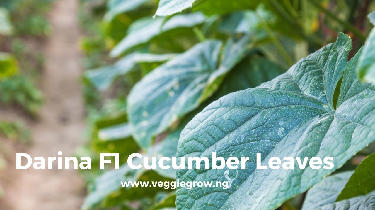 Darina F1 Cucumber Seed – (10g/25g Packs of Hybrid Seeds) - Veggie Grow