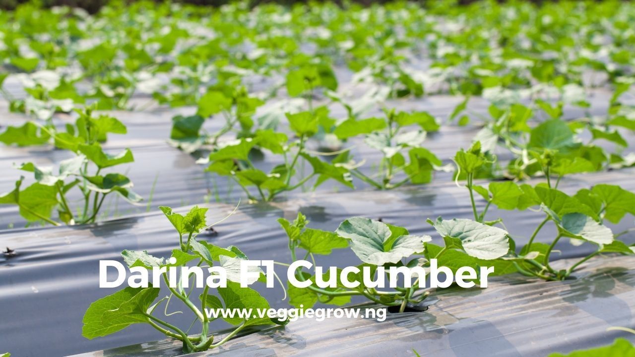 Darina F1 Cucumber Seed – (10g/25g Packs of Hybrid Seeds) - Veggie Grow