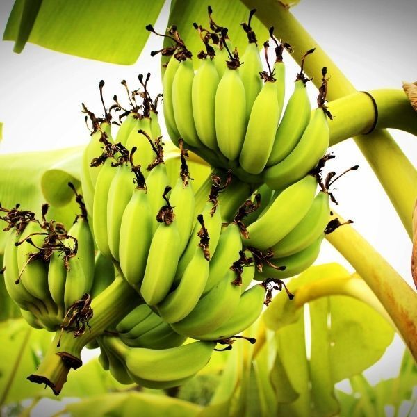 plantain farming business plan in nigeria