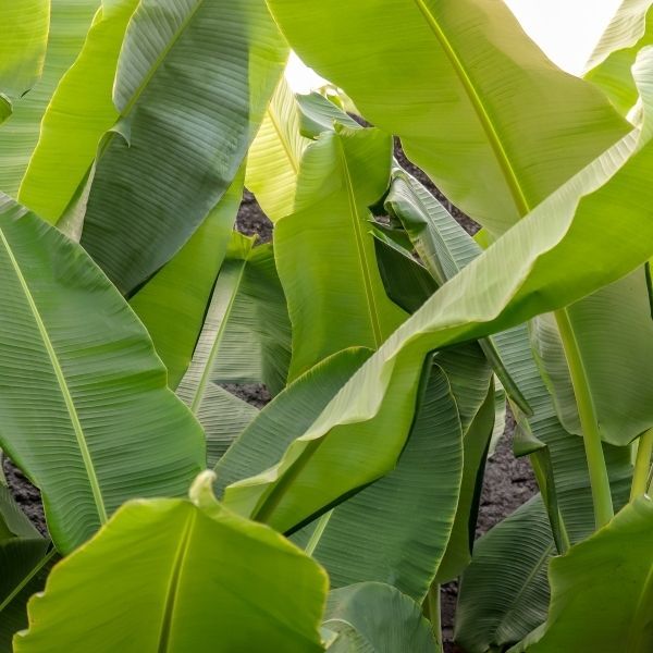 Plantain farming in Nigeria (The Ultimate Guide on How to Start a ...