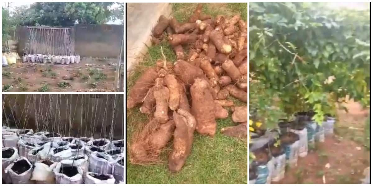 yam-sack-farming-a-guide-to-grow-yam-in-sacks-veggie-grow