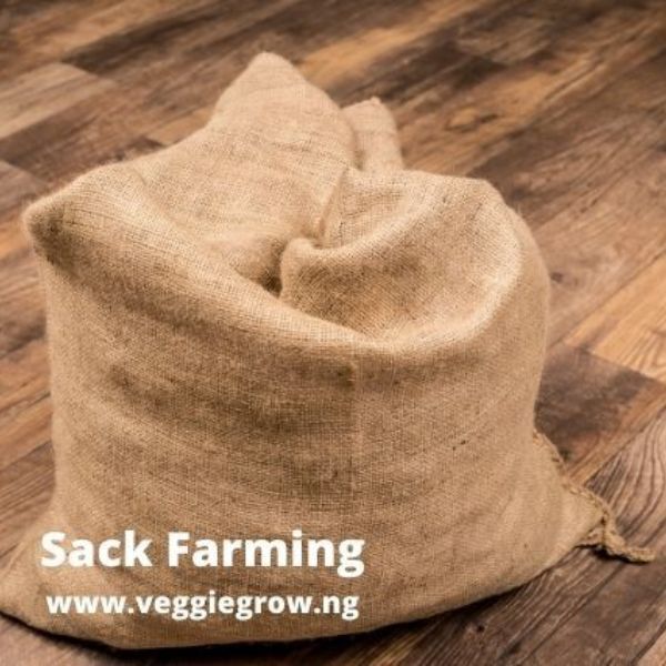 sack-farming-a-step-by-step-guide-veggie-grow