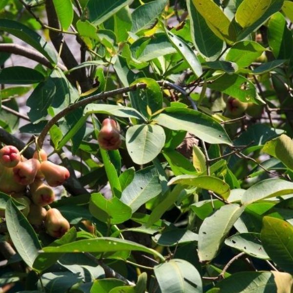 Cashew Farming in Nigeria – How to Grow Cashew - Veggie Grow